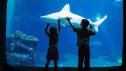 Maui Ocean Center Admission and Transportation - One Journey Pass
