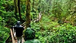 DISCOVER THE RAINFOREST KAYAK AND HIKE