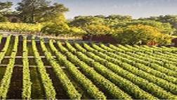 Extranomical Tours (Redwoods & Wine Country Esacpe)