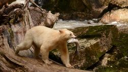 Spirit Bear Lodge, Grizzly and Spirit Bear Viewing