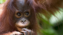 Sandakan Wildlife Trails Experience