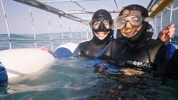 Great Whites & Great Wines - Shark Cage Diving /Wine Tasting