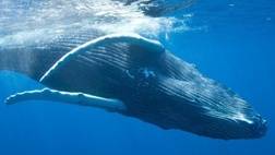 Teralani Sailing - Whale Watch Maui