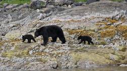 BEAR WATCHING IN TOFINO