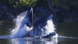 Tofino Whalewatching Cruise - by Large 65' covered boat or 29' Zodiac (Jamie's Whaling Station)