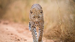 Kruger and the Kingdoms - 6 nights / 7 days Private tour