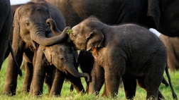 14 night Private Wildlife Tour of Sri Lanka