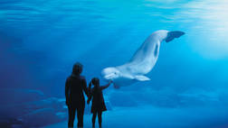 VANCOUVER AQUARIUM ADMISSION