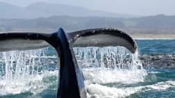 Patriot Jet Boat - Whale Watch