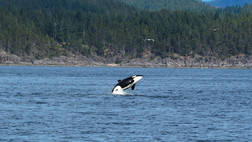WHALE WATCHING AND WILDLIFE SAFARI