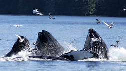 WHALEWATCHING TOUR