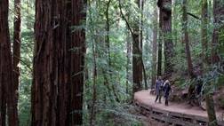 Incredible Adventures (Muir Woods & Wine Country Day Tour with Wine & Beer Tasting)