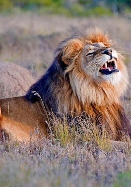 South Africa Road Trip - Cape Town, Winelands, Garden Route & Safari!