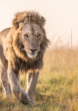 Governors’ Camp Ultimate Sky Safari & Zanzibar Beach Villa!