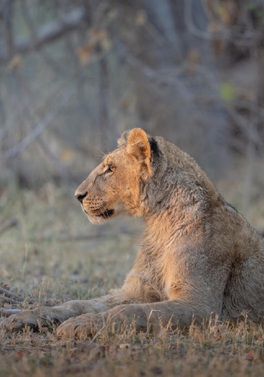 Luxury Cape Town, Botswana Safari & Victoria Falls!