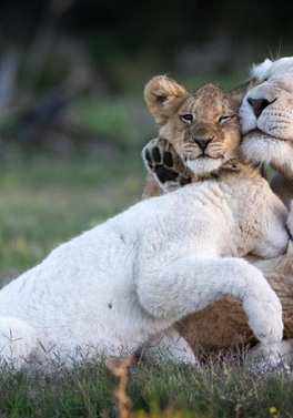 Family Summer Safari & Premium Suite at Sugar Beach Mauritius!