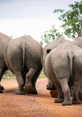 Cape Town combined with Two Safari Lodge Experiences!