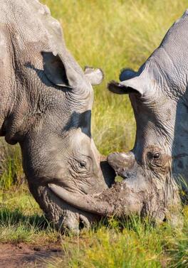DUBLIN OFFER: Cape Town, Big Five Safari & All-Inclusive Mauritius!