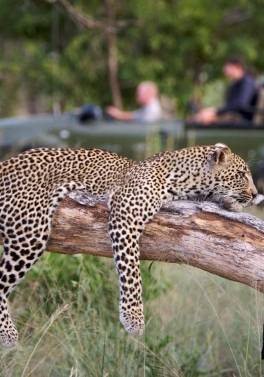 Cape Town, Beach and Safari