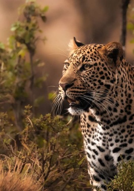 10 Day Luxury Kenya Sky Safari