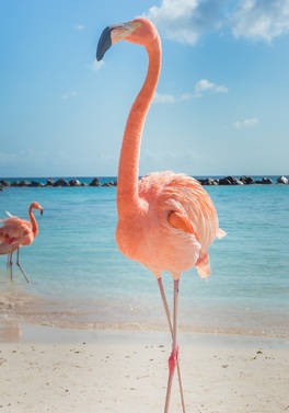 Private island, pink flamingos and a true tropical oasis!