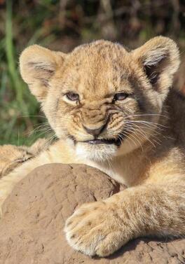 Cape Town, Big Five Safari & All-Inclusive Mauritius!