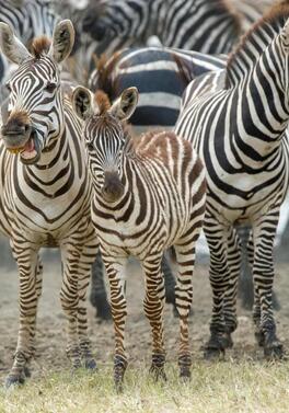 Dublin Offer: 4-night Tanzania Safari and 6-night Zanzibar Beach