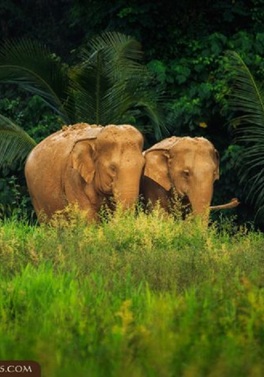 Elephant Hills Jungle Safari  - 2 days