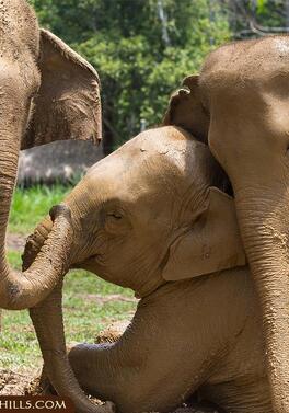 Thailand Family Adventure! Including Elephant Hills!