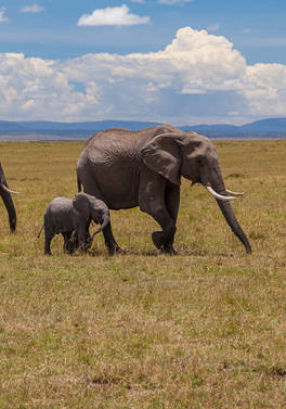 Through the Rift Valley -  Keekorok Lodges 3 nt / 4 day safari ex Nairobi