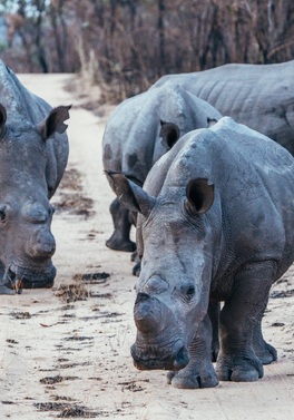 Unforgettable 9-night Zimbabwe Safari with The Amalinda Collection