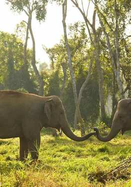 Thailand's Ultimate Luxury Adventure: Temples, Elephants & Floating Villas