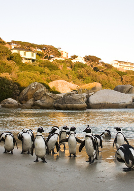 Discover Cape Town & The Winelands with Zanzibar!