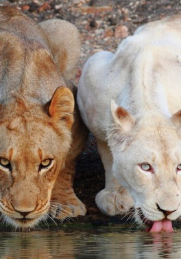 10 nights Cape to Kruger Wellness Retreat and Safari Escape
