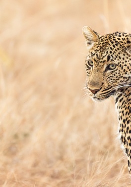 Trade winter for the warmth of Cape Town and the thrill of a Safari!