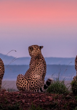 Safari to the Coast on the Kenya Odyssey plus Mombasa Beach Extension!