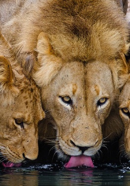 Dublin Offer! The Best of Both - Luxury Cape Town & Kruger!