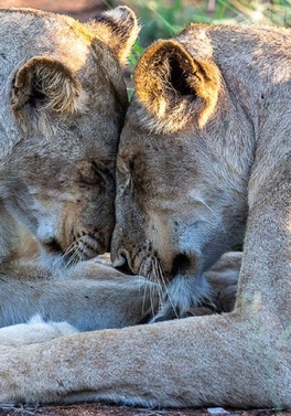 Dublin Offer: The Big 3 - Cape Town, Kruger Safari & Victoria Falls!