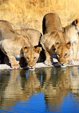11 nights Exploring Namibia's Wild Side!