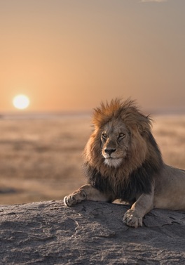 Exhilarating 7-night Tanzania Safari and 5 nights Zanzibar Beach from Dublin!