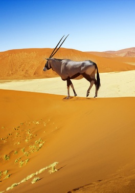 The President Hotel Cape Town