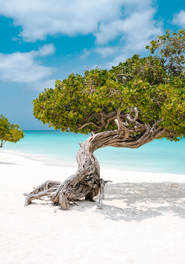 Long stay value offer - immerse  yourself in island paradise of Aruba!