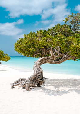 Your Aruba, Your Way – Car Hire Included