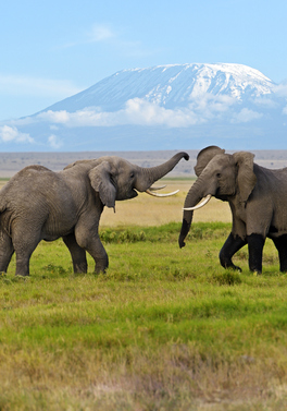 Amboseli 2nt Fly-In Safari - Amboseli Serena Safari Lodge