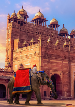 8 night Indian Golden Triangle and Ranthambore Private Tour!