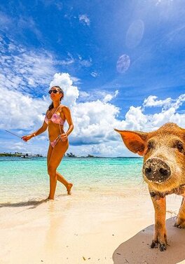 Swim with the pigs in the Bahamas!