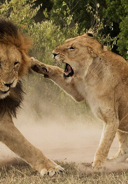 Fly-in Masai Mara Safari & All Inclusive Matemwe Attitude Zanzibar! From Dublin