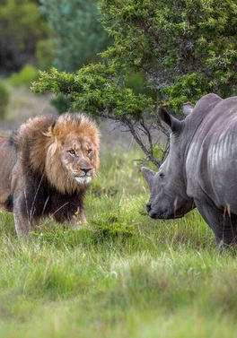 Kariega Game Reserve - River Lodge