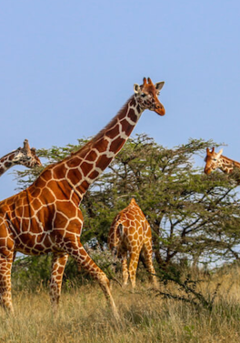 Baobab Beach Resort and Mombasa Rendezvous Safari