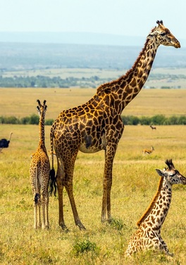 February Half Term Family Adventure in Kenya on Safari from Dublin